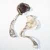 Purchase ALBINO A+ MAGIC MUSHROOMS online