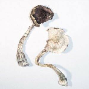 Purchase ALBINO A+ MAGIC MUSHROOMS online