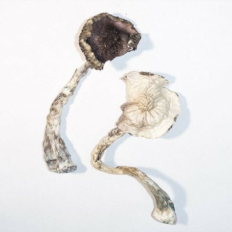 Albino-02.jpg