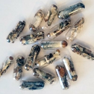 Micro-Shrooms.jpg